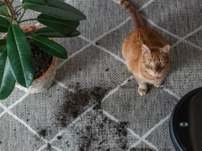 robô aspirador limpando o chão com gato e planta perto